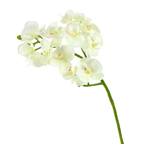 Artikel Orchidee Creme-Weiß L57cm 6 St
