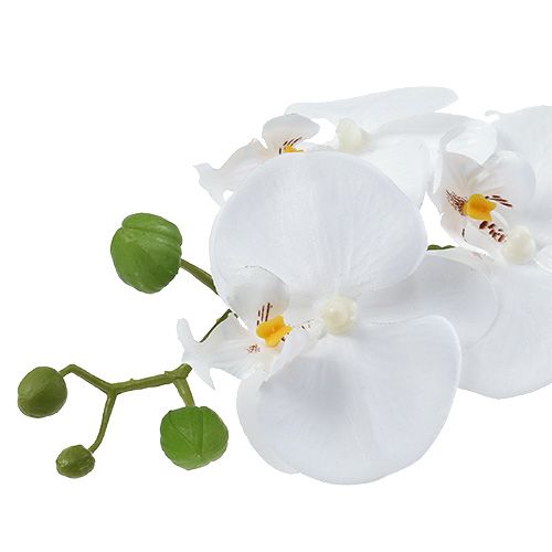 Floristik21 Orchidee Phalaenopsis in Schale Weiß H40cm