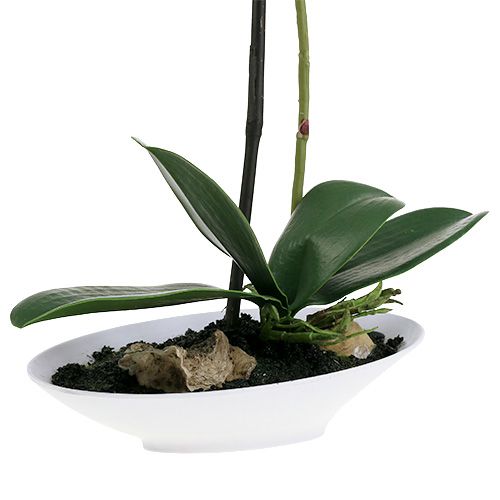 Floristik21 Orchidee Phalaenopsis in Schale Weiß H40cm