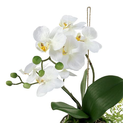 Artikel Orchidee Phalaenopsis zum Hängen H33cm Creme