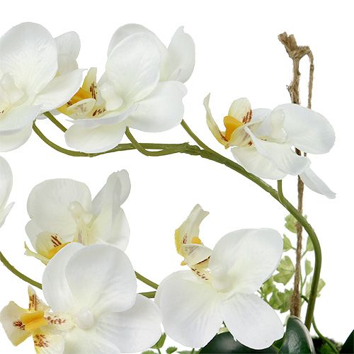 Floristik21 Orchidee Phalaenopsis zum Hängen H26cm Creme