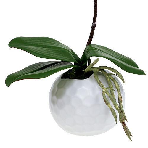 Artikel Orchidee Rosa im Keramiktopf 31cm