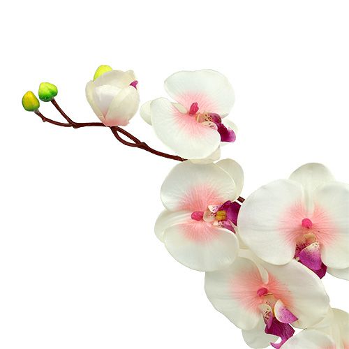 Floristik21 Orchidee mit 2 Zweigen 60cm Weiß-Rosa