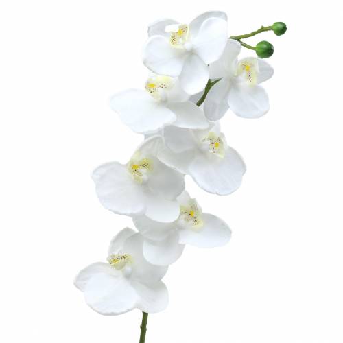 Floristik21 Orchidee Weiß 77cm