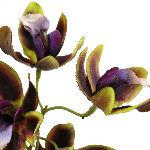Artikel Orchidee Cymbidium Grün, Lila L38cm 4St