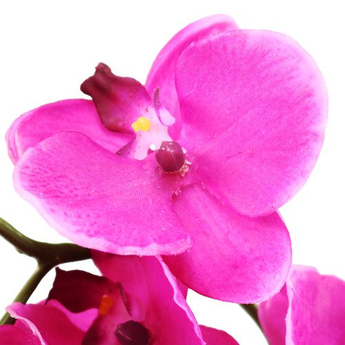 Floristik21 Orchidee Phalaenopsis Pink 75cm