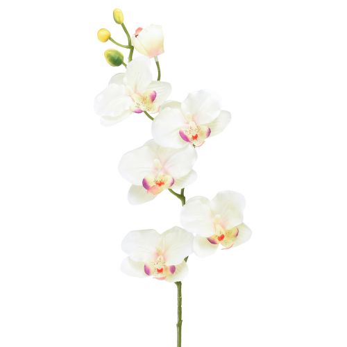 Floristik21 Orchidee Phalaenopsis künstlich 6 Blüten Creme Rosa 70cm