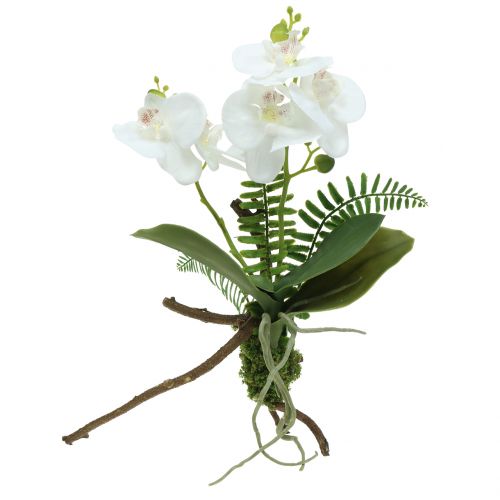 Floristik21 Orchidee Weiß mit Moosballen und Wurzeln 36cm