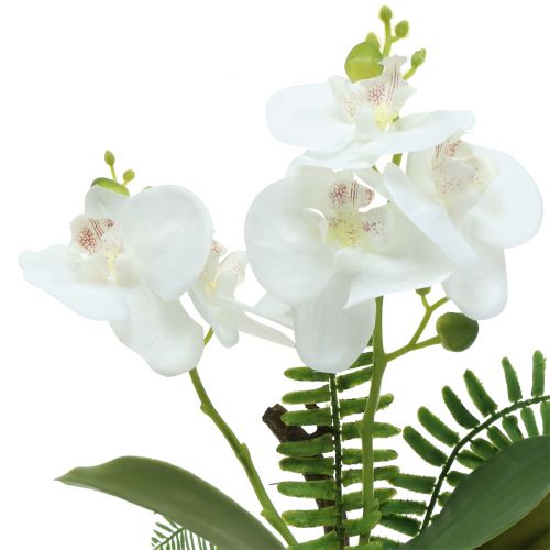 Floristik21 Orchidee Weiß mit Moosballen und Wurzeln 36cm