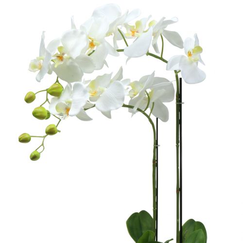 Floristik21 Orchidee Weiß auf Erdballen 65cm