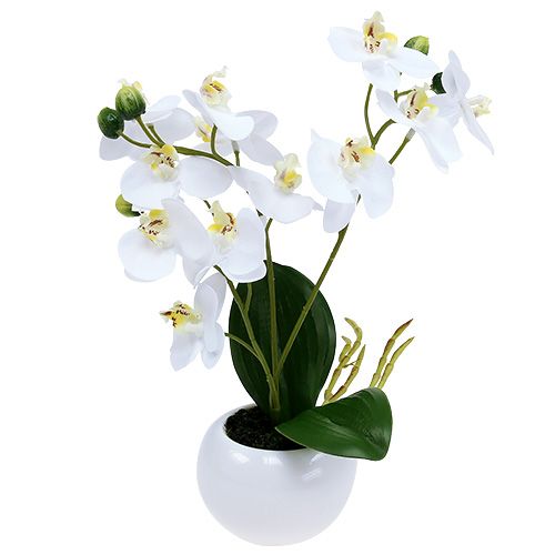 Floristik21 Orchideen im Topf 30cm Weiß