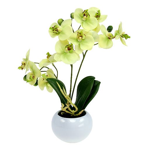 Grün im Floristik21.de Orchideen Topf H30cm-135744-41