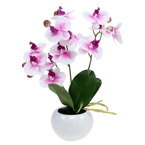 Floristik21 Orchideen im Topf H30cm Weiß-Rosa