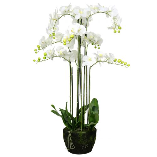 Orchidee Weiß auf Erdballen 118cm