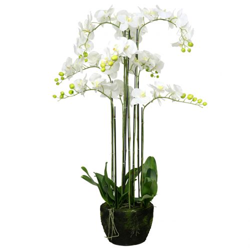 Floristik21 Orchidee Weiß auf Erdballen 118cm