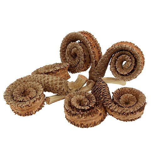 Palm Male Natur 25 St