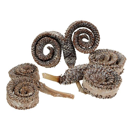 Floristik21 Palm Male Weiß gewaschen 25 St