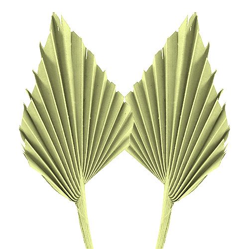Palmspear Apfelgrün weißgewaschen 65St