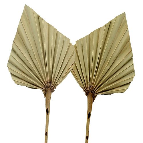 Floristik21 Palmspear Natur 100 St