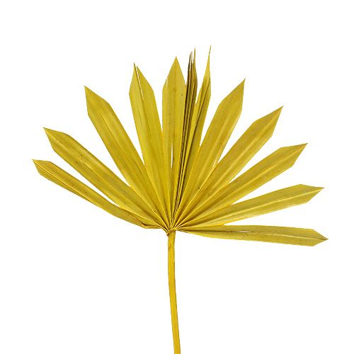 Floristik21 Palmspear Sun mini Gelb 50St