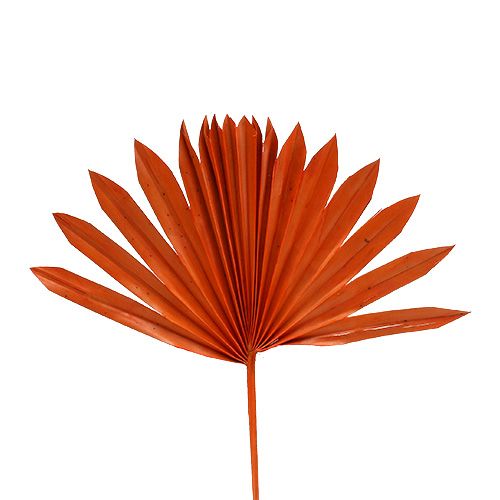 Artikel Palmspear Sun mini Orange 50St