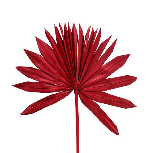 Floristik21 Palmspear Sun mini Rot 50St