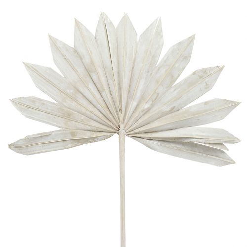 Floristik21 Palmspear Sun mini weißgewaschen 50St