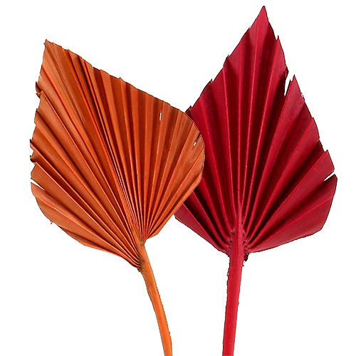 Palmspear sortiert Rot/Orange 50St