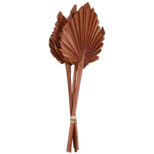Palmspear Palmenblätter Naturdeko Braun 5-9×14cm L35cm 4St