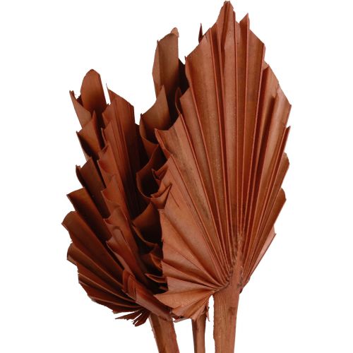 Palmspear Palmenblätter Naturdeko Braun 5-9×14cm L35cm 4St