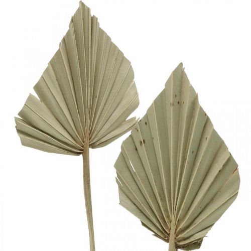 Artikel Mini-Palmspear, Trockenfloristik, Adventsdeko, Gedenktage Natur L33–34cm B7–9cm 4 St
