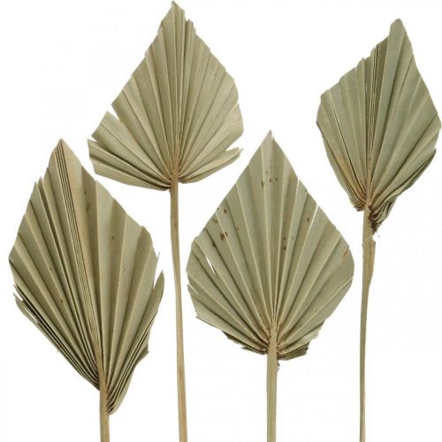 Mini-Palmspear, Trockenfloristik, Adventsdeko, Gedenktage Natur L33–34cm B7–9cm 4St