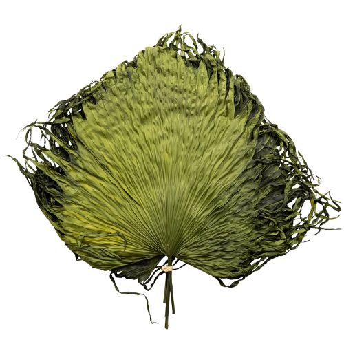 Artikel Palmwedel Deko für exotische Arrangements und Tischdekoration