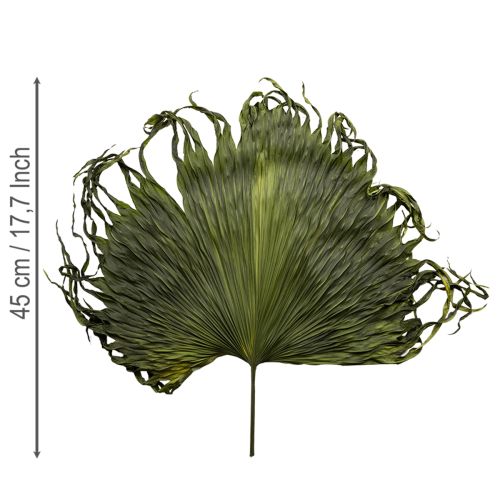 Artikel Palmwedel Deko für exotische Arrangements und Tischdekoration