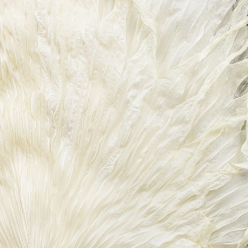 Artikel Palmwedel getrocknet gebleicht 45cm cremeweiß 5 Stück vielseitige Deko