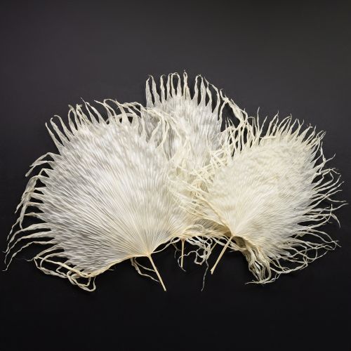 Artikel Palmwedel getrocknet gebleicht 45cm cremeweiß 5 Stück vielseitige Deko