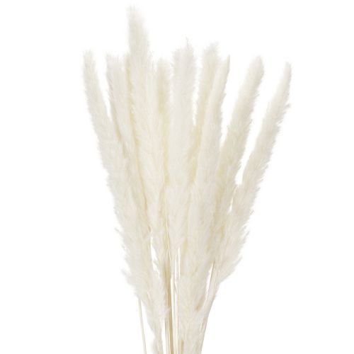 Pampasgras Trockenblumen Creme 70cm 15 Stiele