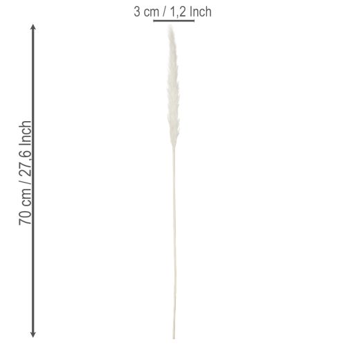 Pampasgras Trockenblumen Creme 70cm 15 Stiele | Floristik21.de