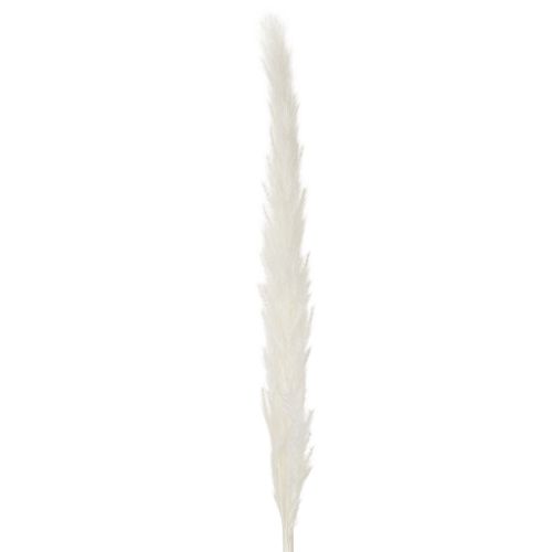 Pampasgras Trockenblumen Creme 70cm 15 Stiele | Floristik21.de