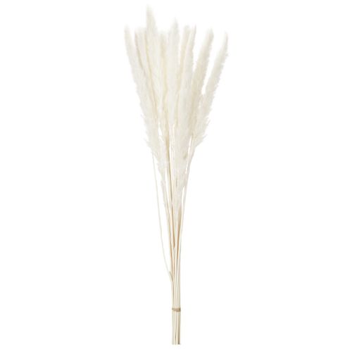Pampasgras Trockenblumen Creme 70cm 15 Stiele | Floristik21.de