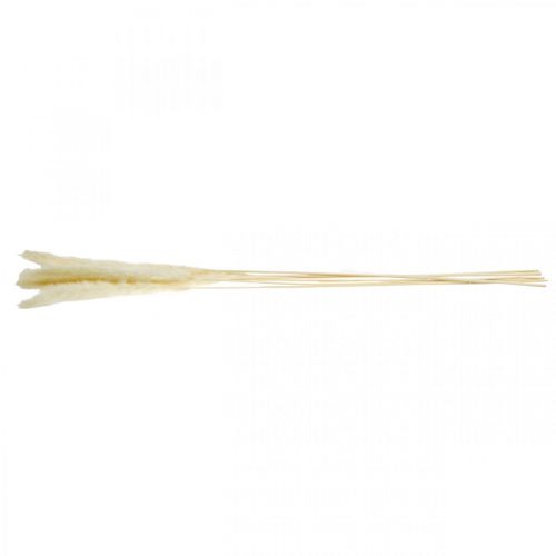 Getrocknetes Pampasgras Creme Für Trockenstrauß 65-75cm 6St