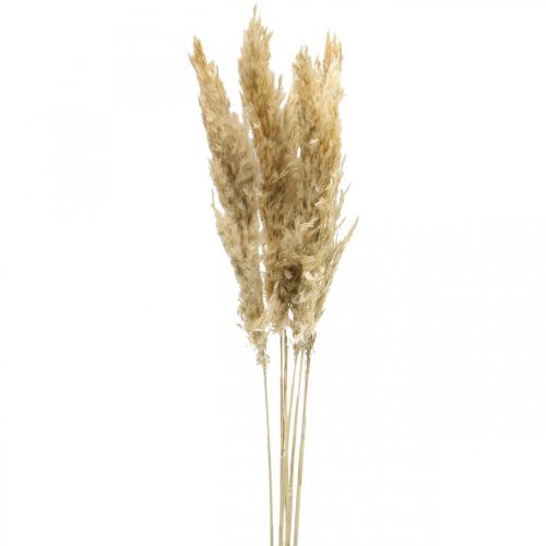 Trockendeko Pampasgras getrocknet gebleicht 70-75cm 6Stiele
