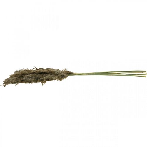 Floristik21 Getrocknetes Pampasgras Natur Für Trockenstrauß 70-75cm 6 St