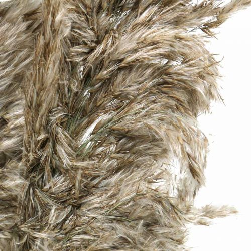 Floristik21 Getrocknetes Pampasgras Natur Für Trockenstrauß 70-75cm 6 St