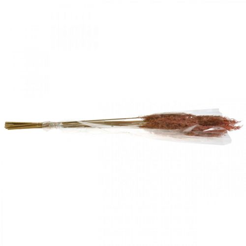 Floristik21 Pampasgras getrocknet Rosa Trockenfloristik 75cm Bund von 10 St