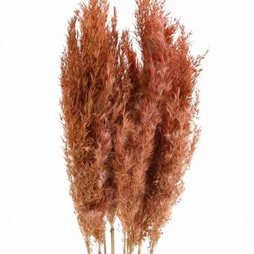 Floristik21 Pampasgras getrocknet Rosa Trockenfloristik 75cm Bund von 10 St