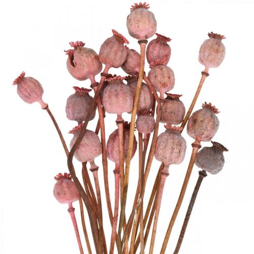 Artikel Trockendeko Mohnkapseln Rosa Mohn Gefärbte Trockenblumen 75g