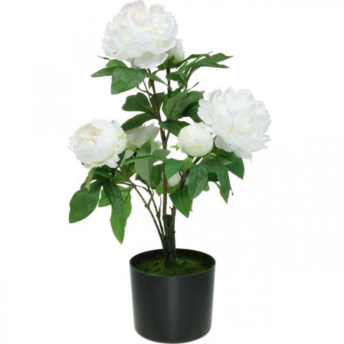 Floristik21 Künstliche Paeonia, Pfingstrose im Topf, Dekopflanze Weiß blühend H57cm