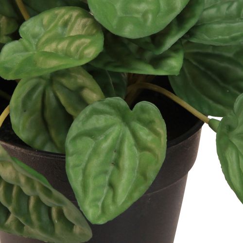 Artikel Peperomia Green Twist - Pflegeleichte Kunstpflanze für ein natürliches Flair, 20cm