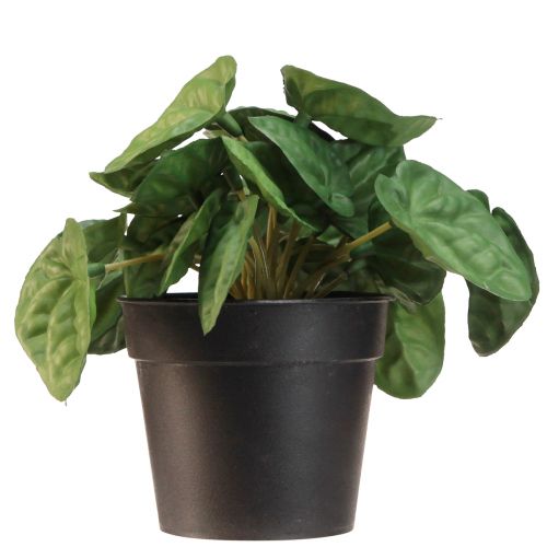 Artikel Peperomia Green Twist - Pflegeleichte Kunstpflanze für ein natürliches Flair, 20cm